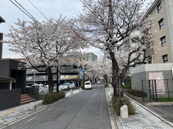 満開の桜が癒しサムネイル