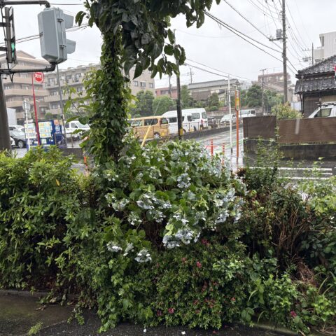 台風6号サムネイル
