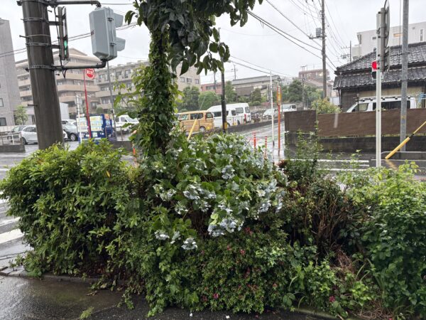 台風6号サムネイル